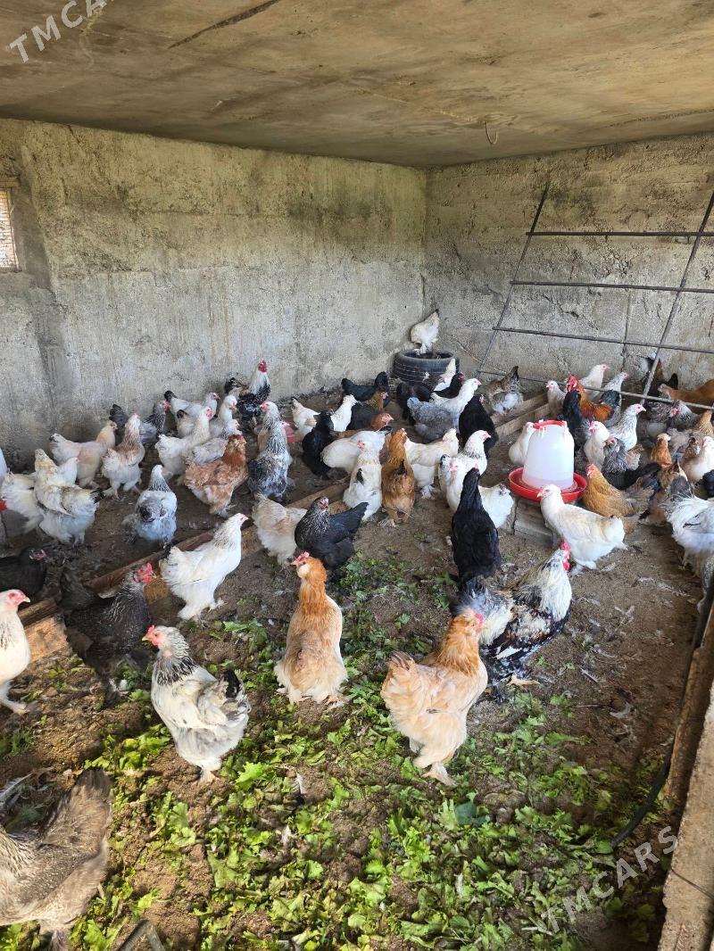 Towuk - Багир - img 4