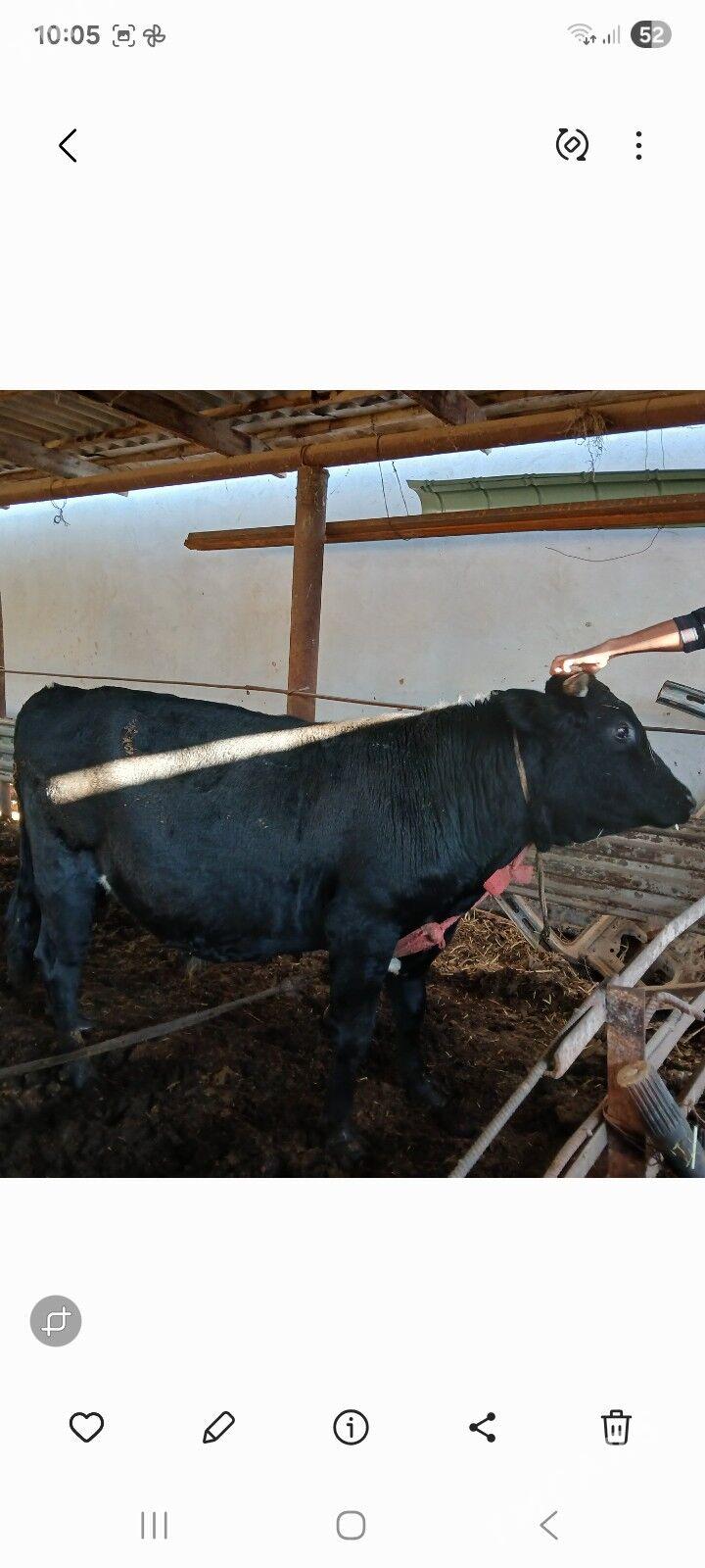 okuz - Мары - img 2