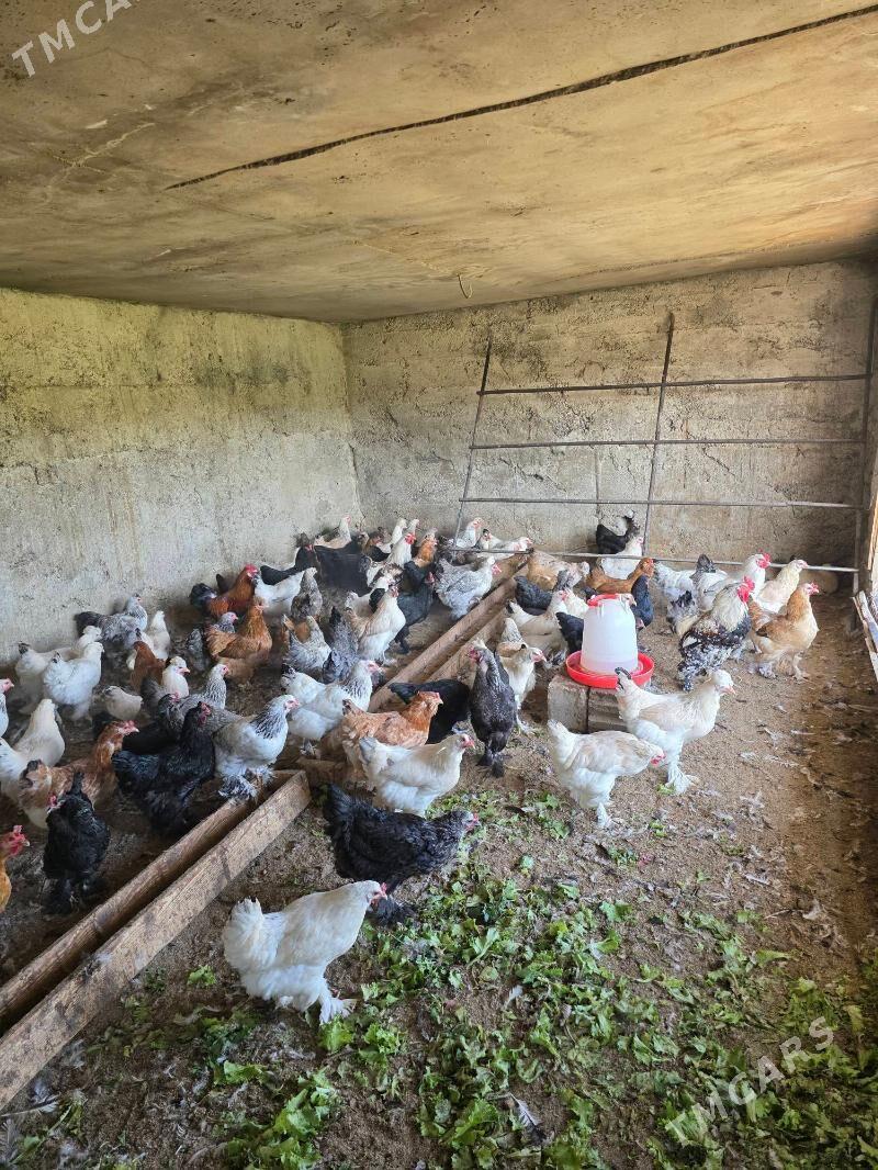 Towuk - Багир - img 2