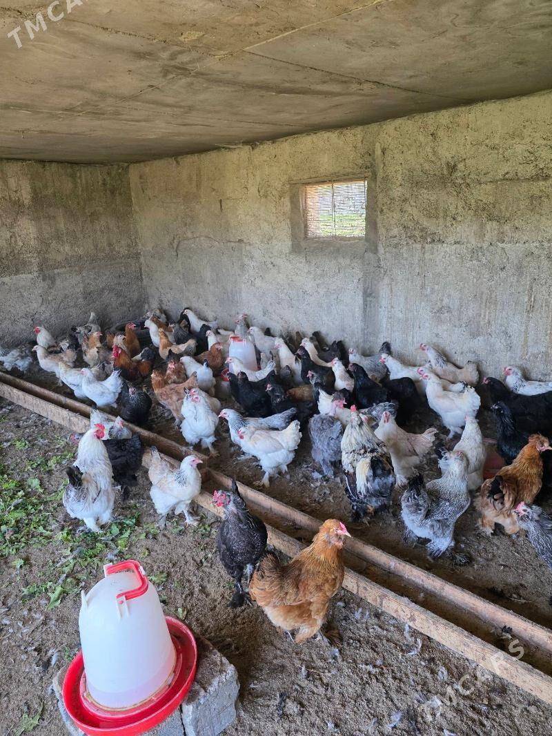 Towuk - Багир - img 3