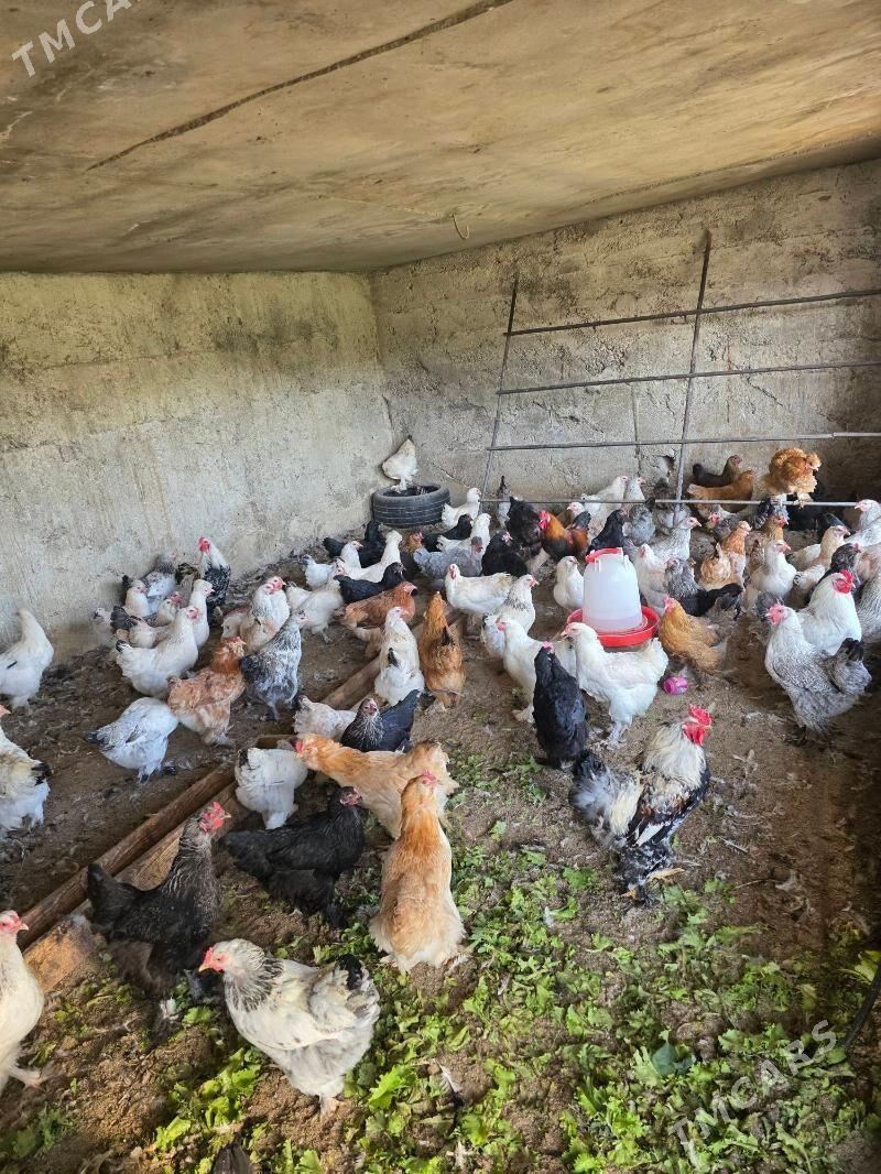 Towuk - Багир - img 5