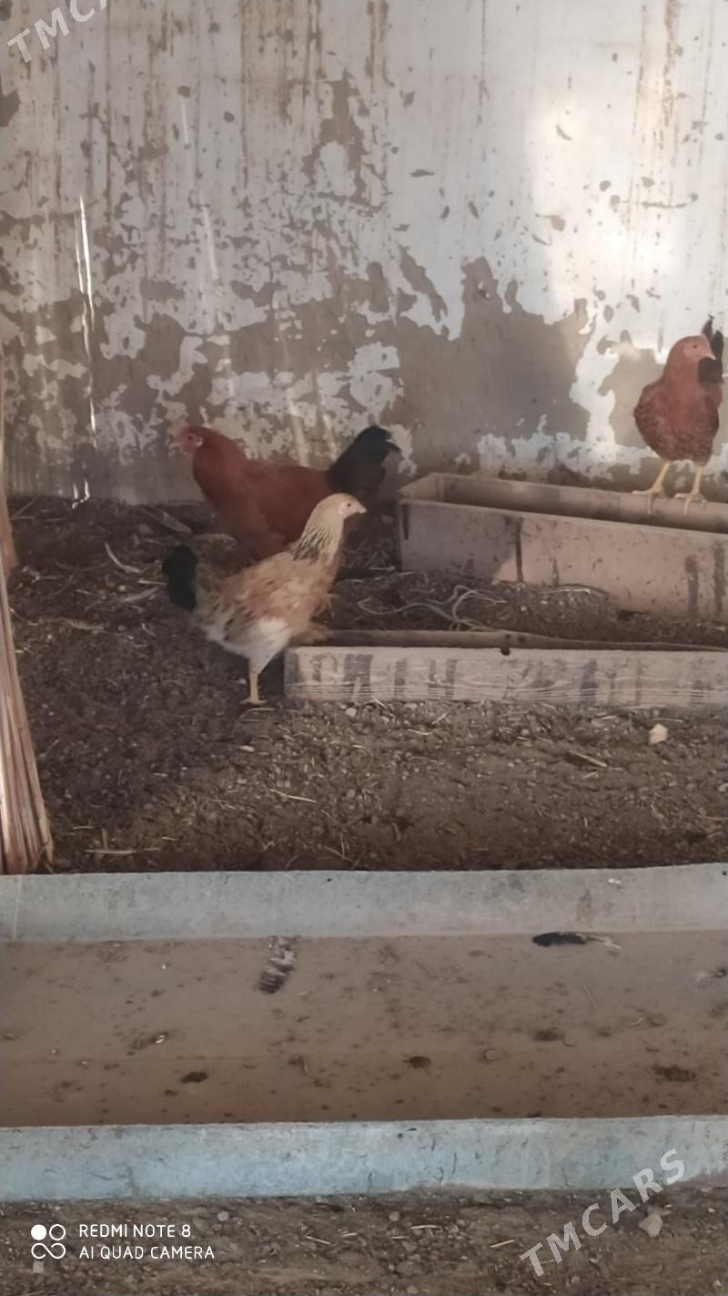 Horoz  - Murgap - img 2