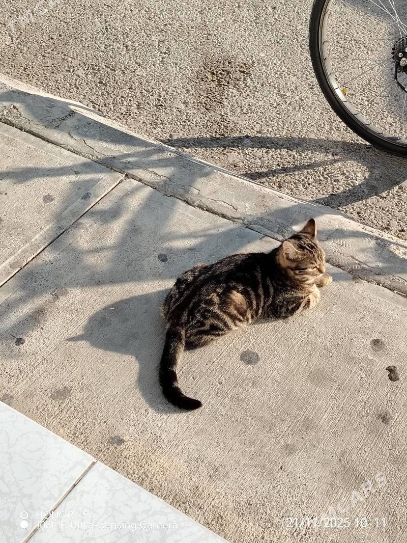 Потерялся котенок - 6 мкр - img 2