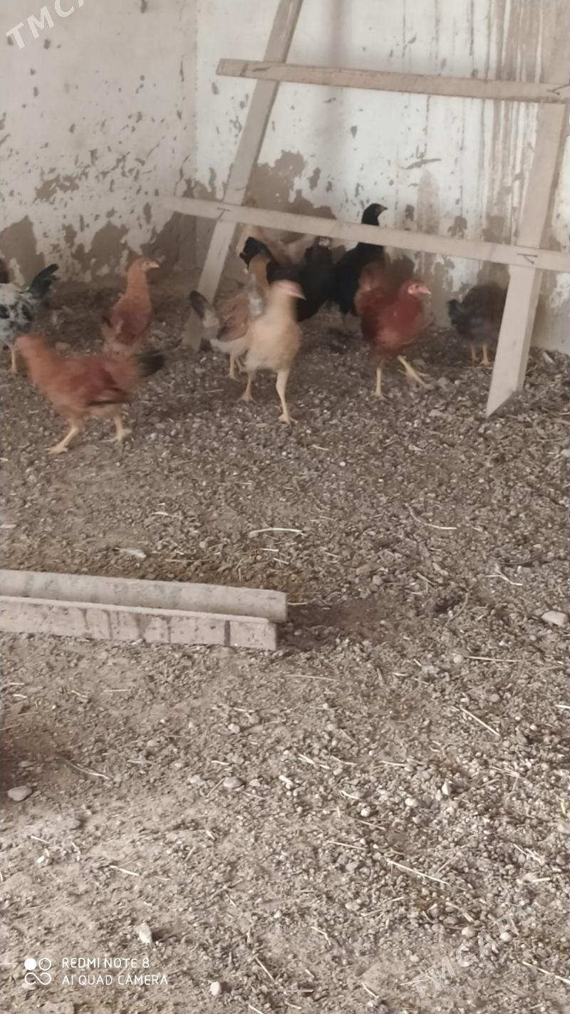 Horoz  - Murgap - img 3