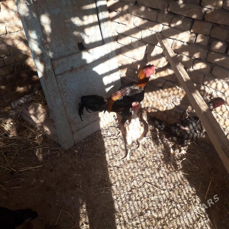 Baysowy - Türkmenabat - img 5