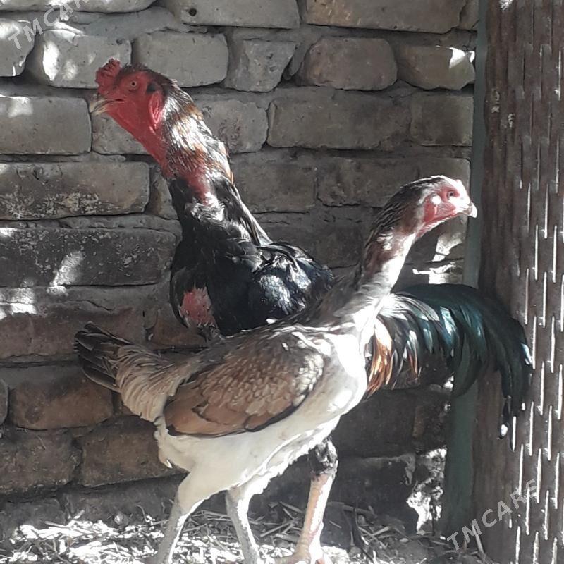 Baysowy - Türkmenabat - img 3