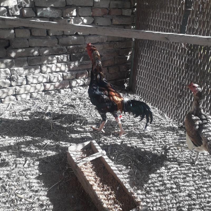 Baysowy - Türkmenabat - img 9