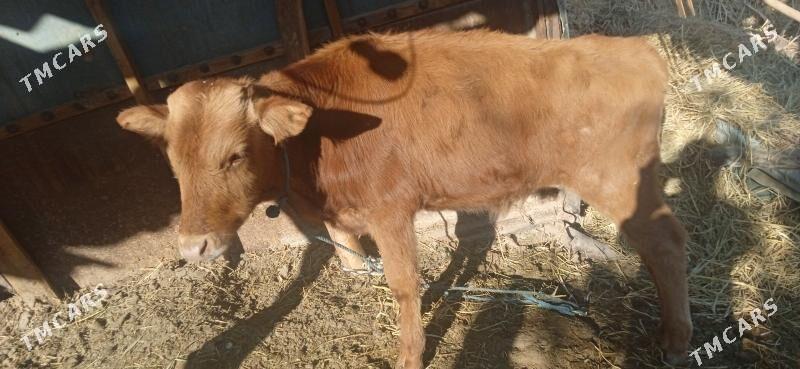 okuz bilen unajyn - Чарджоу - img 6