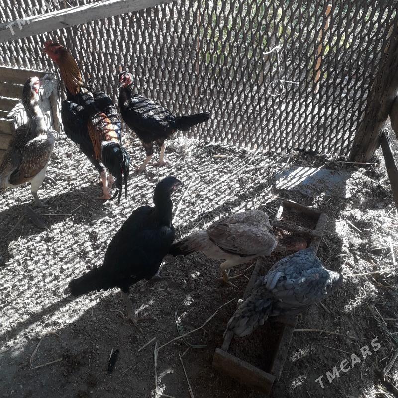 Baysowy - Türkmenabat - img 6