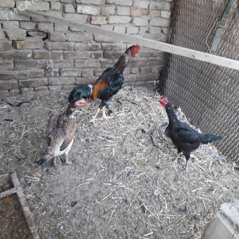 Baysowy - Türkmenabat - img 10