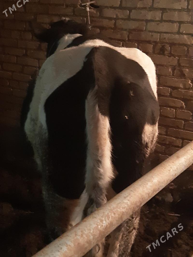 Чёрны пёстр унажын - Çärjew - img 3