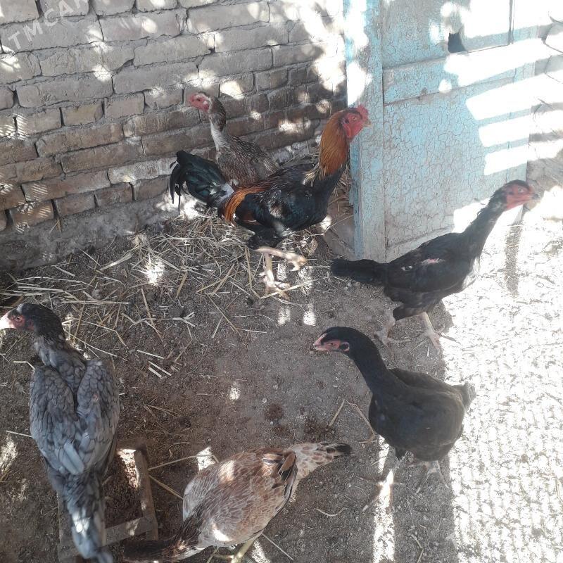 Baysowy - Türkmenabat - img 4