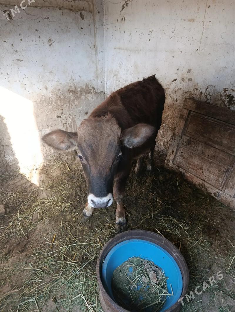 OKÜZ SIWES - Aşgabat - img 3