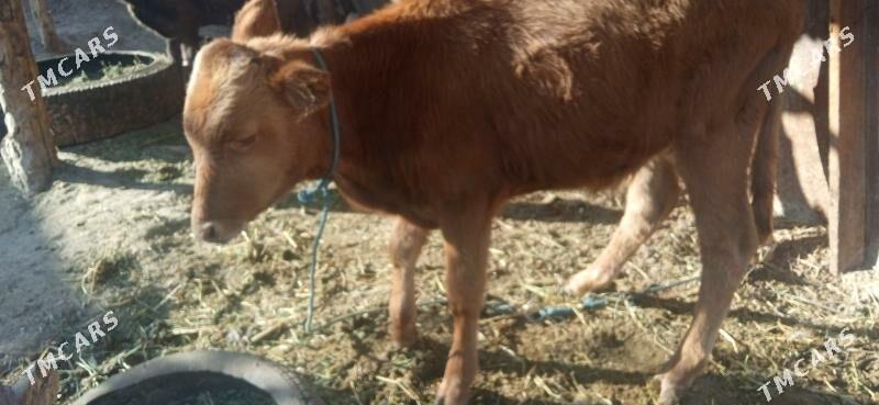 okuz bilen unajyn - Чарджоу - img 7