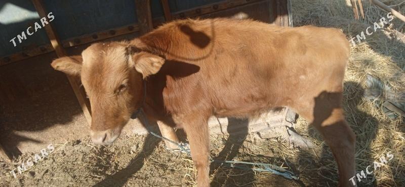 okuz bilen unajyn - Чарджоу - img 5