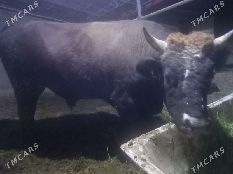 Okuz satlyk 3 yaşar - Анев - img 3