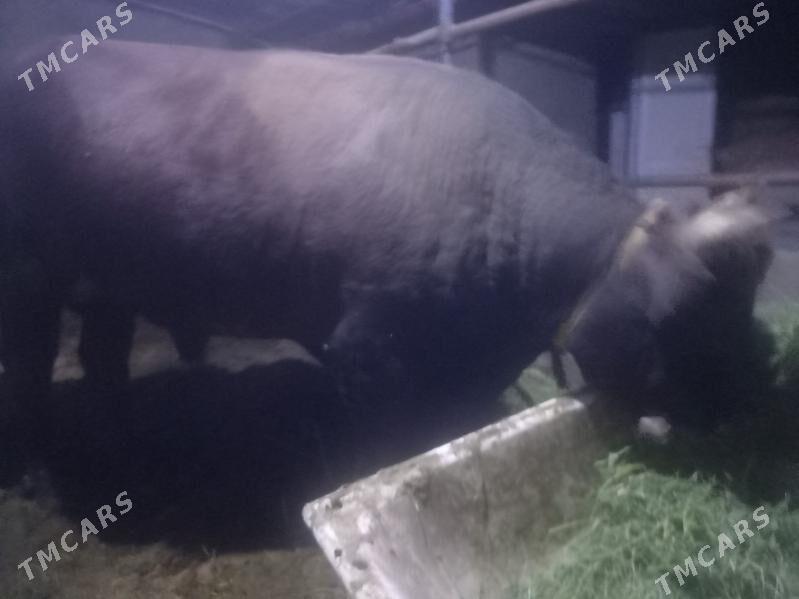 Okuz satlyk 3 yaşar - Анев - img 2