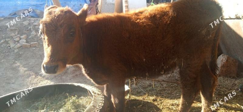 okuz bilen unajyn - Чарджоу - img 2