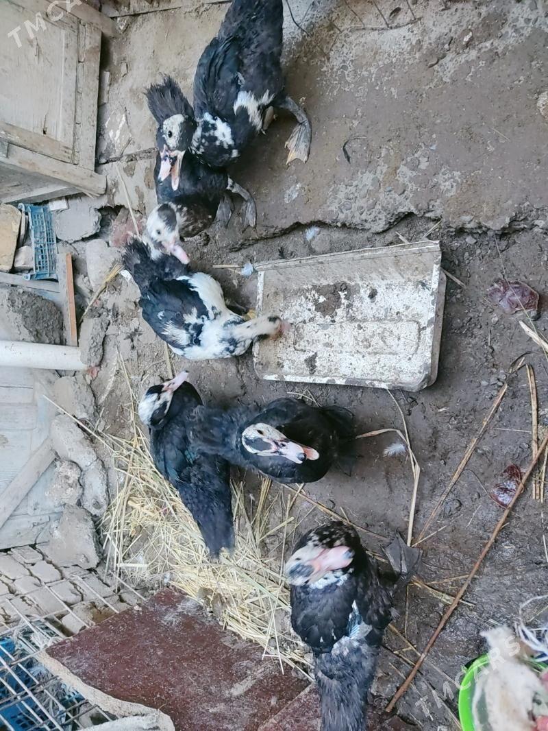 muskus erkeg i urgacy - Türkmenabat - img 6