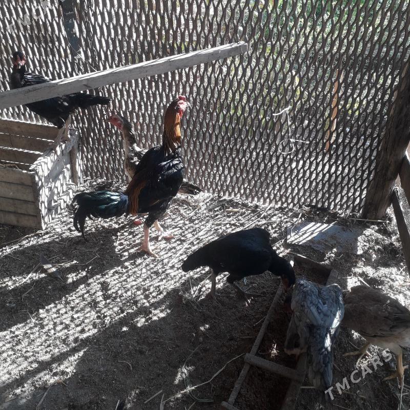 Baysowy - Türkmenabat - img 1