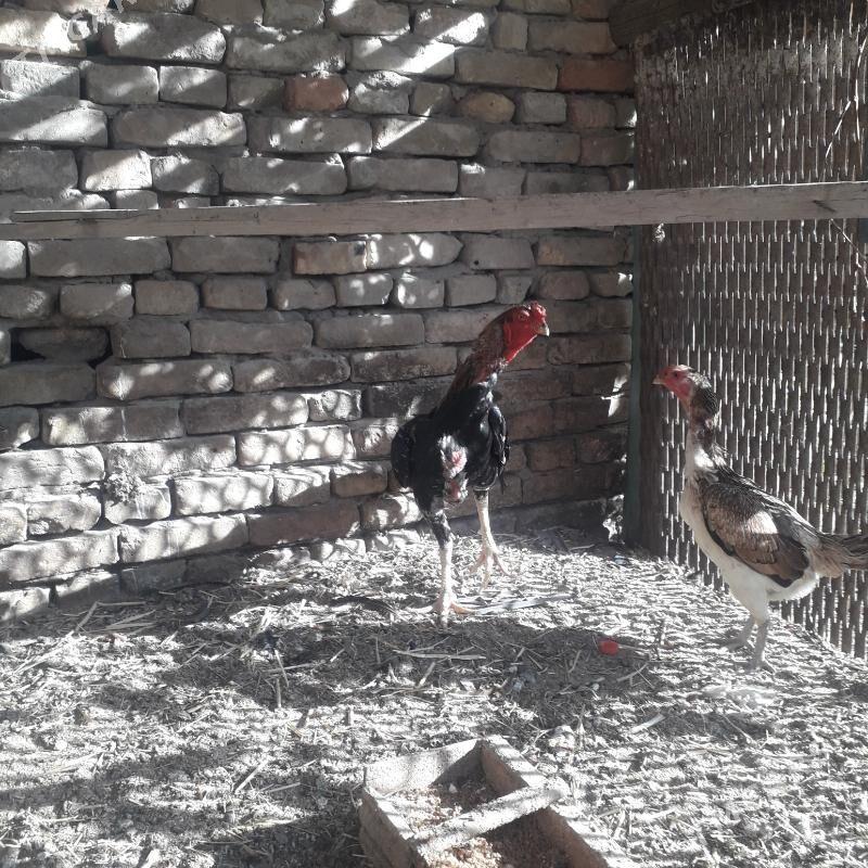 Baysowy - Türkmenabat - img 8