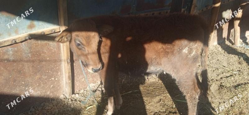 okuz bilen unajyn - Чарджоу - img 3