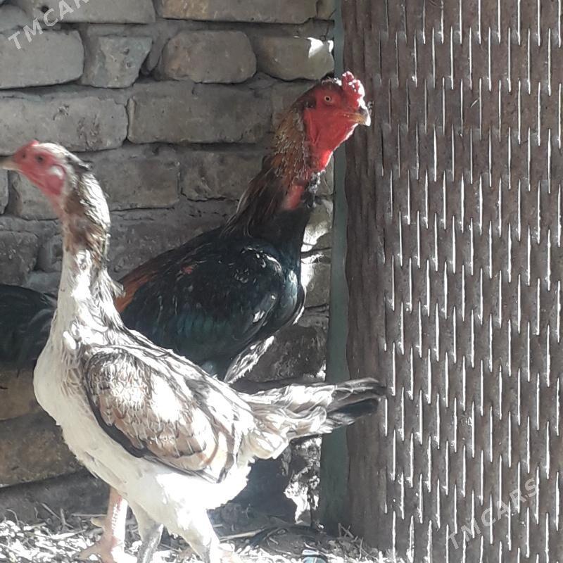 Baysowy - Türkmenabat - img 7