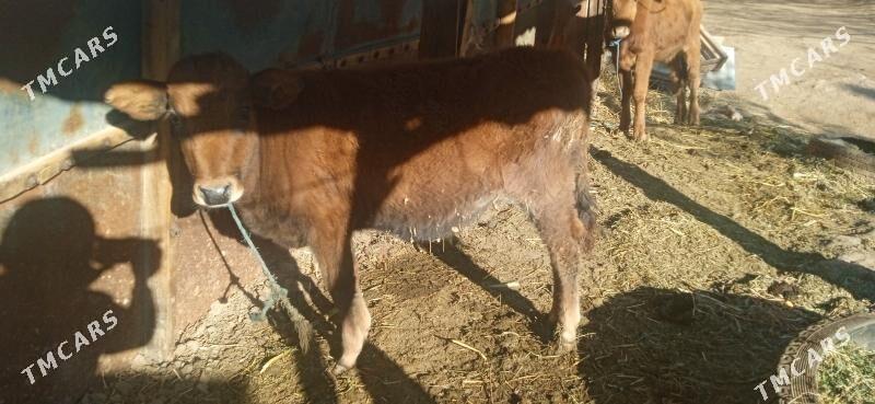 okuz bilen unajyn - Чарджоу - img 4