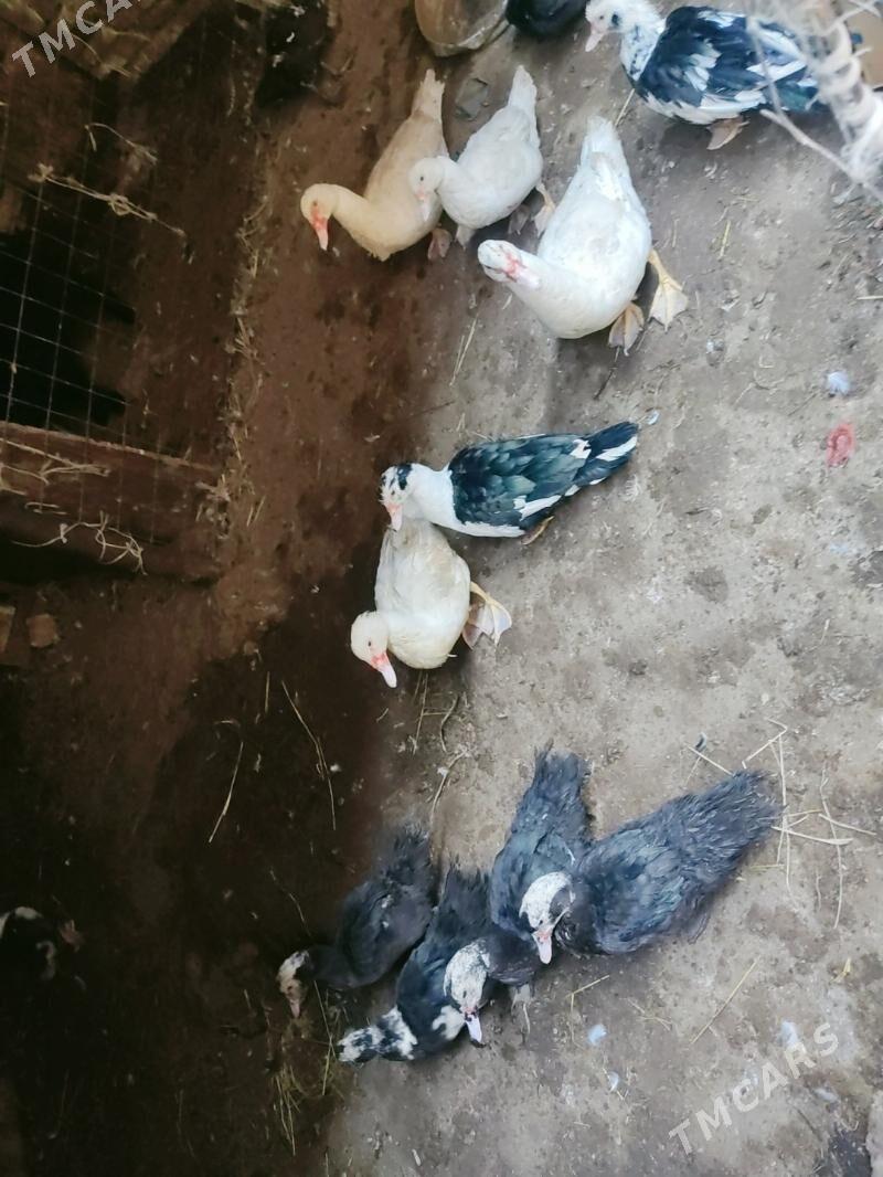 muskus erkeg i urgacy - Türkmenabat - img 2