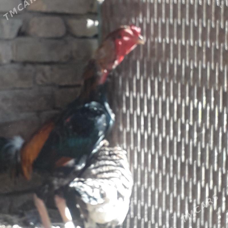 Baysowy - Türkmenabat - img 2