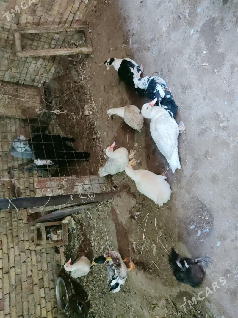 muskus erkeg i urgacy - Türkmenabat - img 5