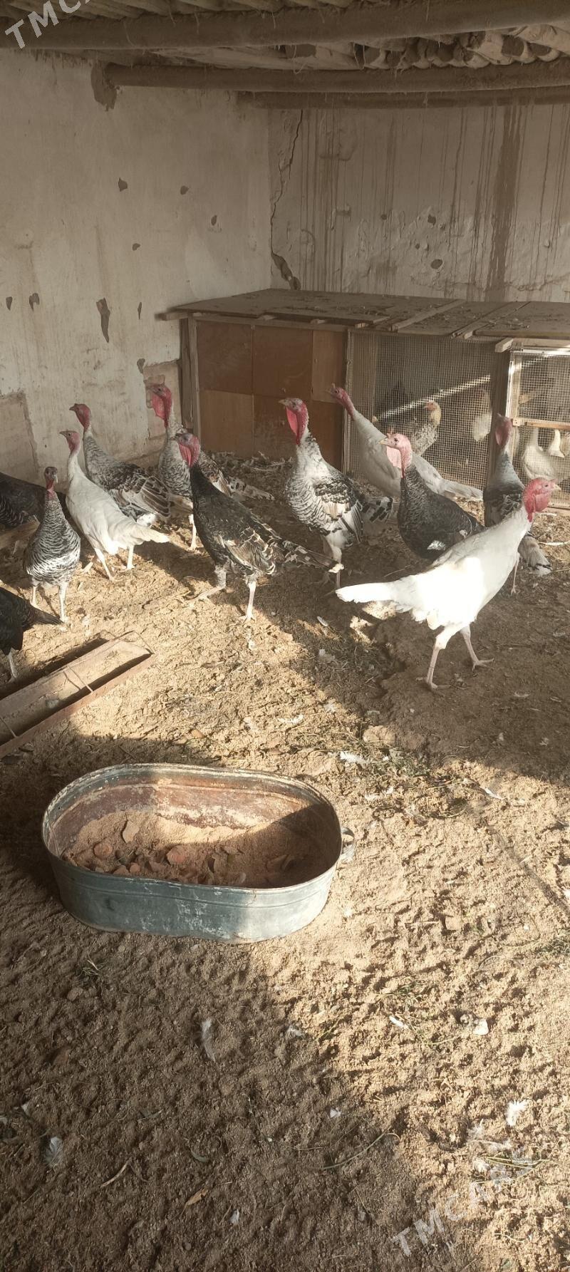 Indyuk - Чарджоу - img 4