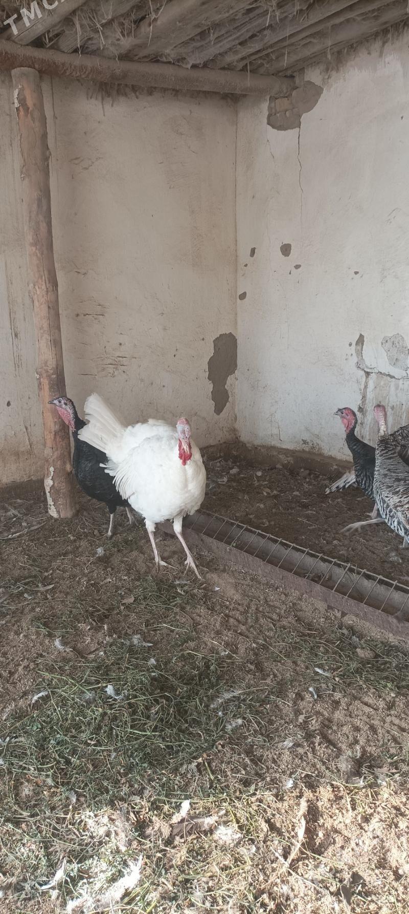 Indyuk - Чарджоу - img 3