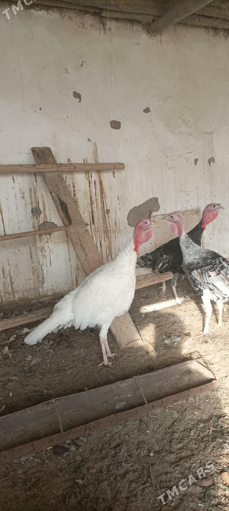 Indyuk - Чарджоу - img 5