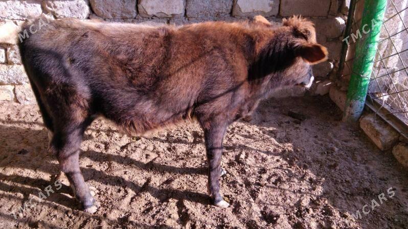 OĶÜZ ŞWES - Aşgabat - img 2