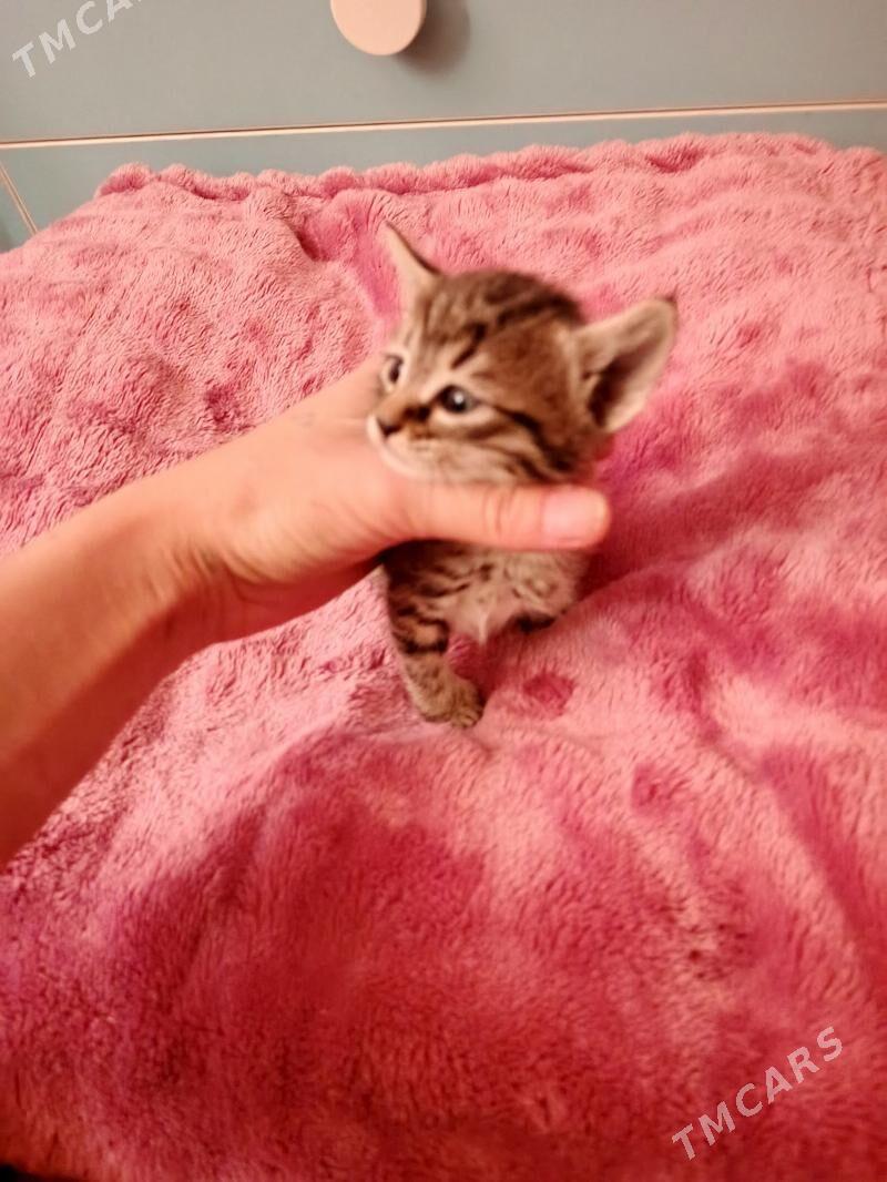 котята - Aşgabat - img 2