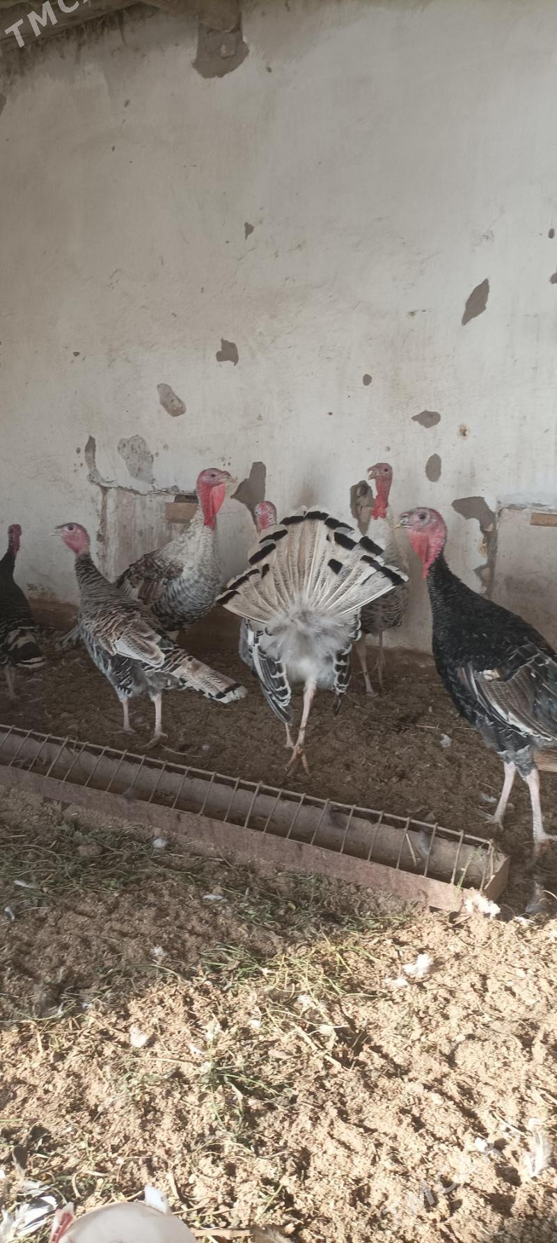 Indyuk - Чарджоу - img 2