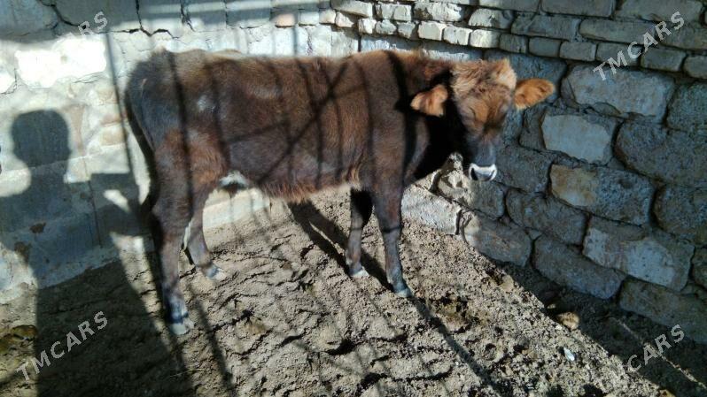 OĶÜZ ŞWES - Aşgabat - img 3