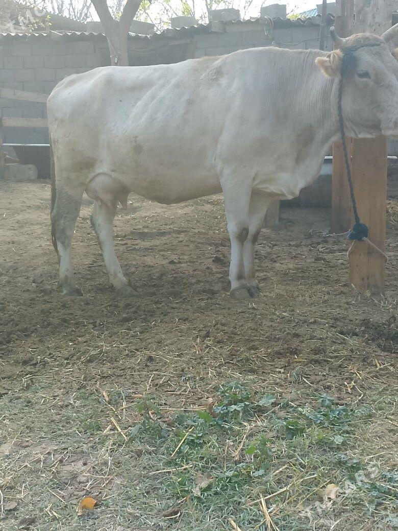 Göleli Sygyr - Чоганлы - img 3