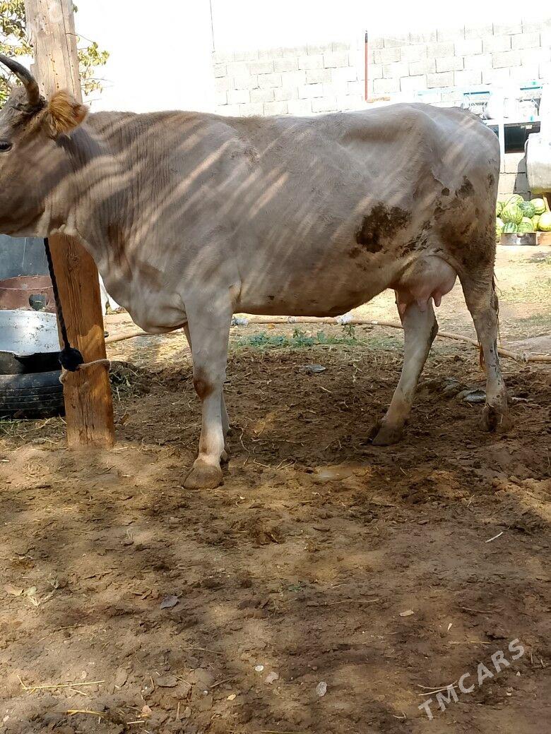 Göleli Sygyr - Чоганлы - img 2