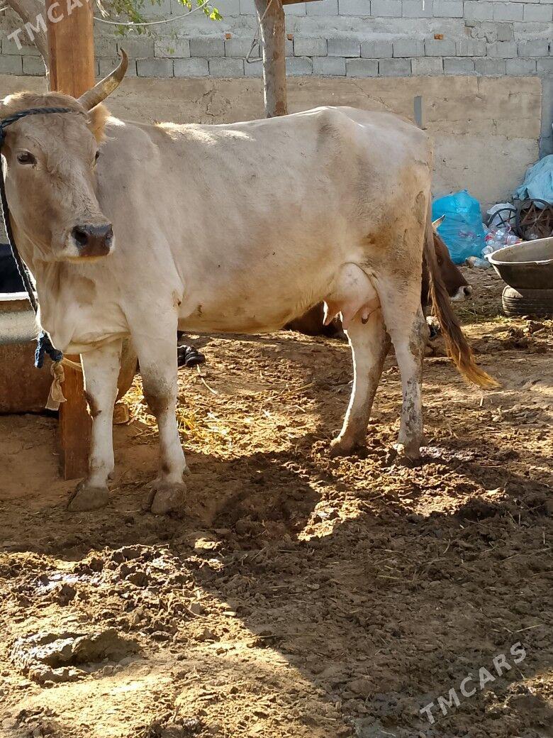 Göleli Sygyr - Чоганлы - img 4