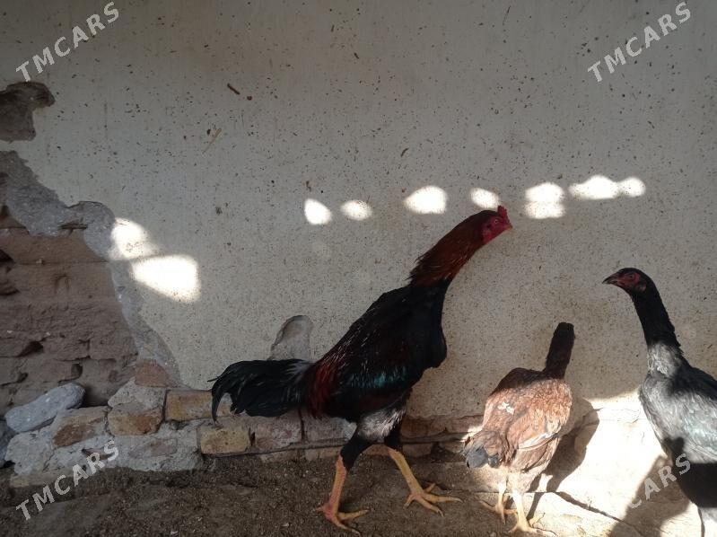 baýsowyý horaz baýsowyý horaz - Керки - img 2