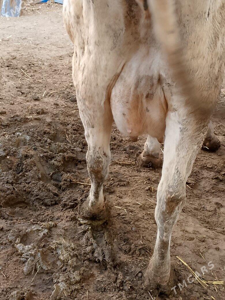 Göleli Sygyr - Чоганлы - img 5