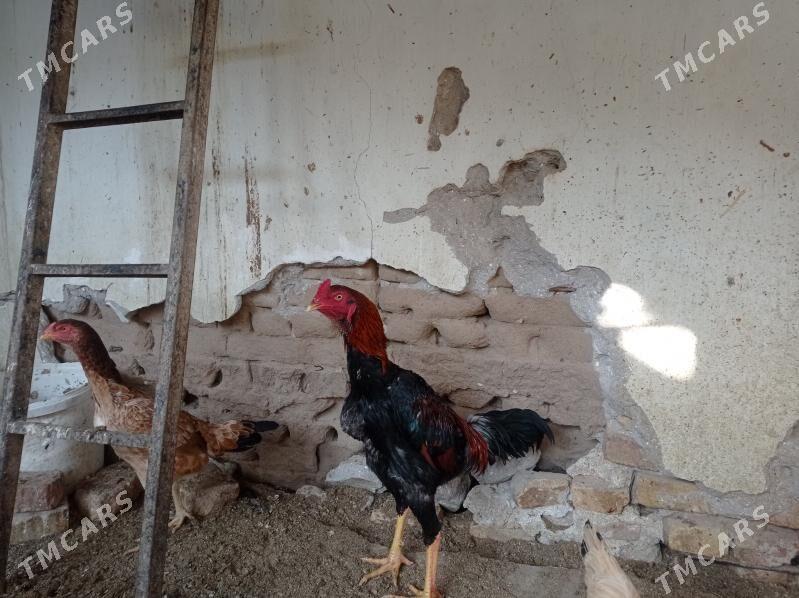 baýsowyý horaz baýsowyý horaz - Керки - img 3