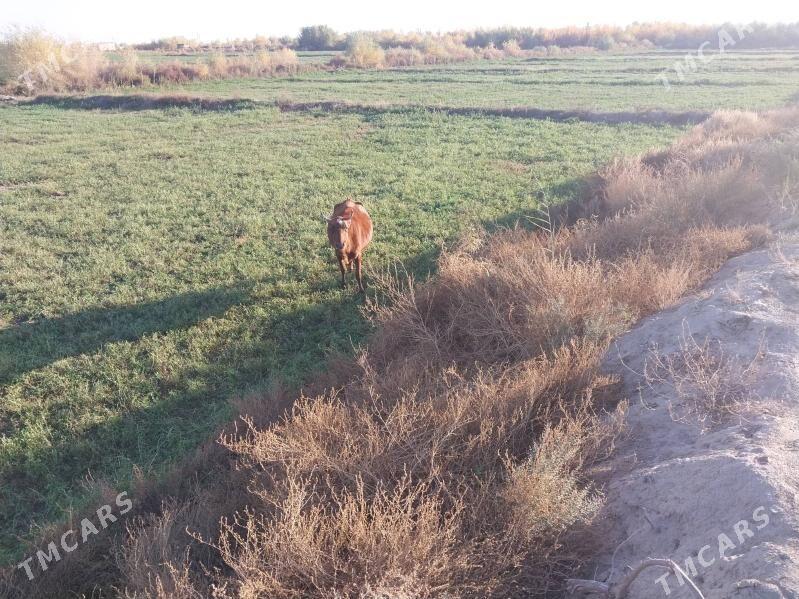 3 gektar ekin yeri satlyk - Туркменабат - img 2