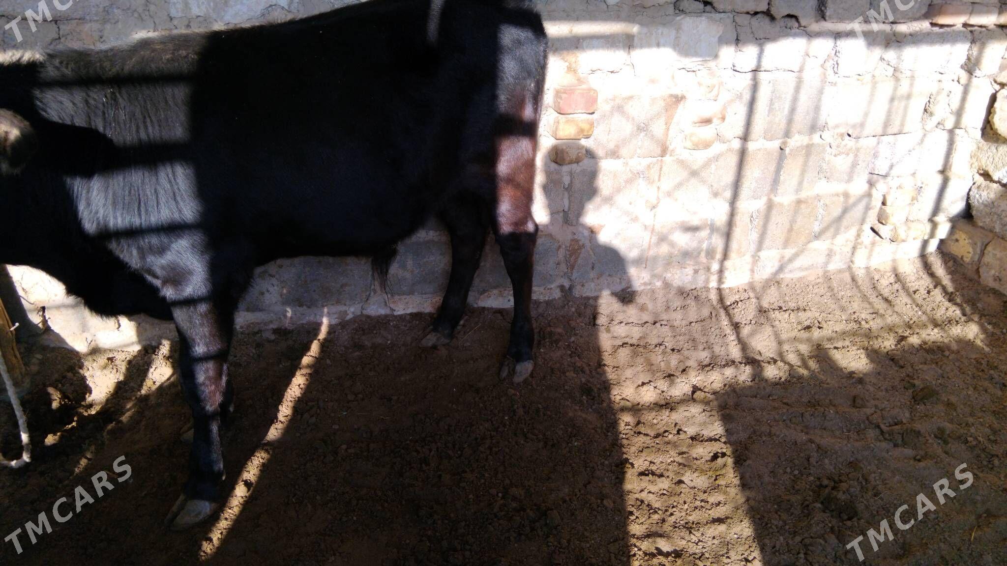 OKÜZ ŞWES TOHIM MAL - Aşgabat - img 3