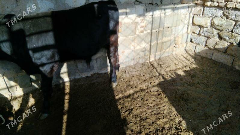 OKÜZ ŞWES TOHIM MAL - Aşgabat - img 4