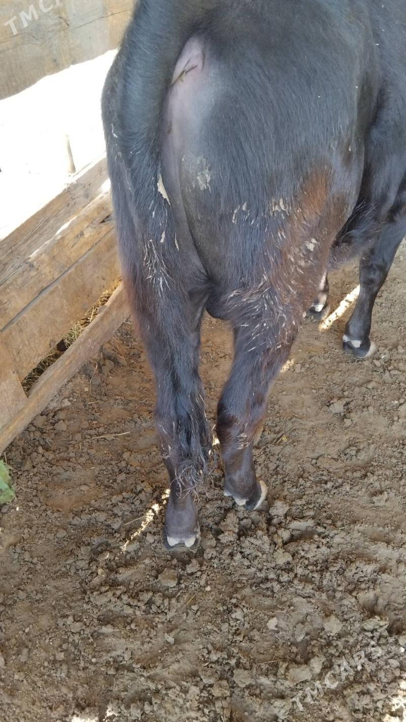 OKÜZ ŞWES TOHIM MAL - Aşgabat - img 2