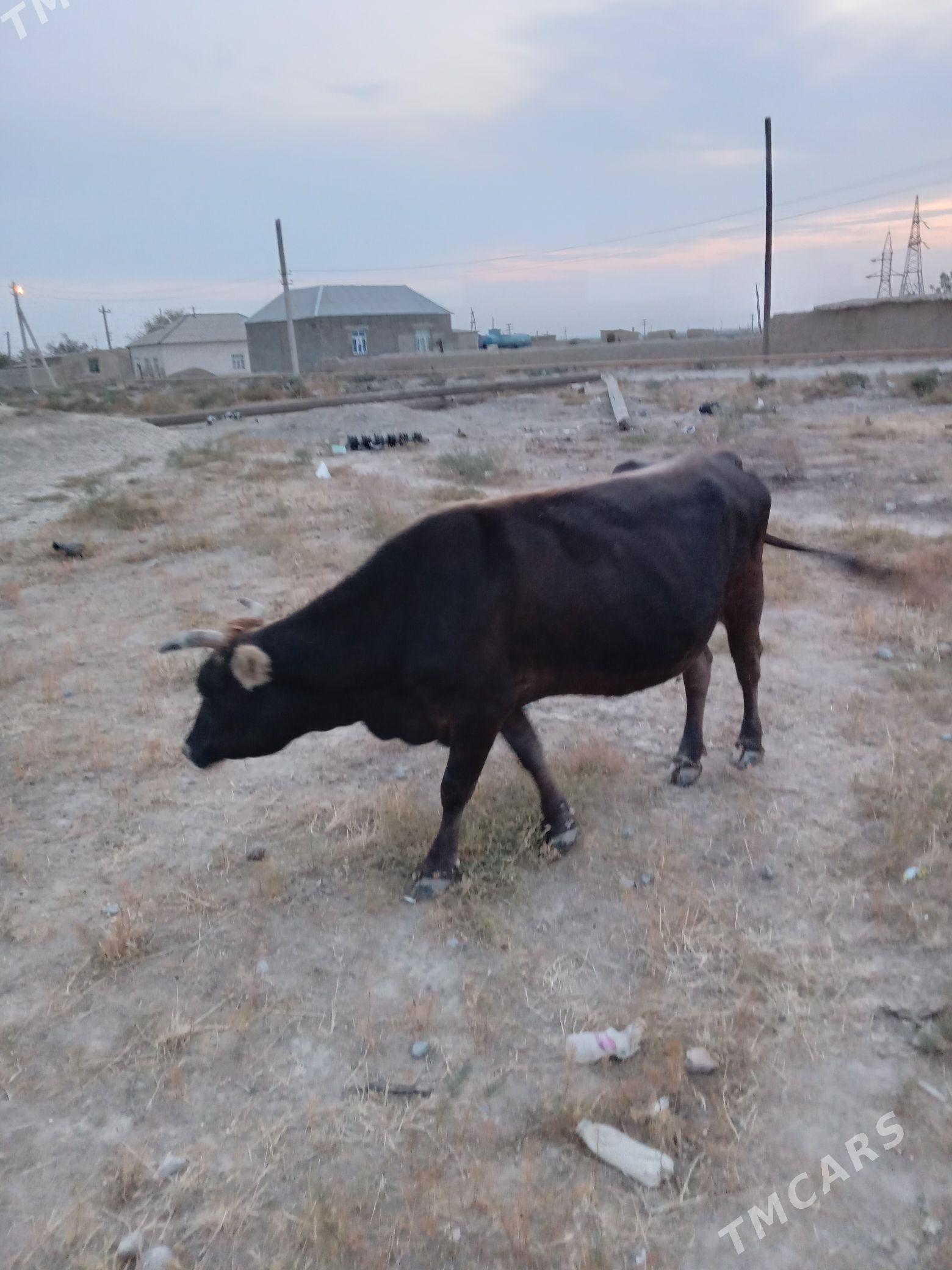 Sygyr bogoz - Bäherden - img 2