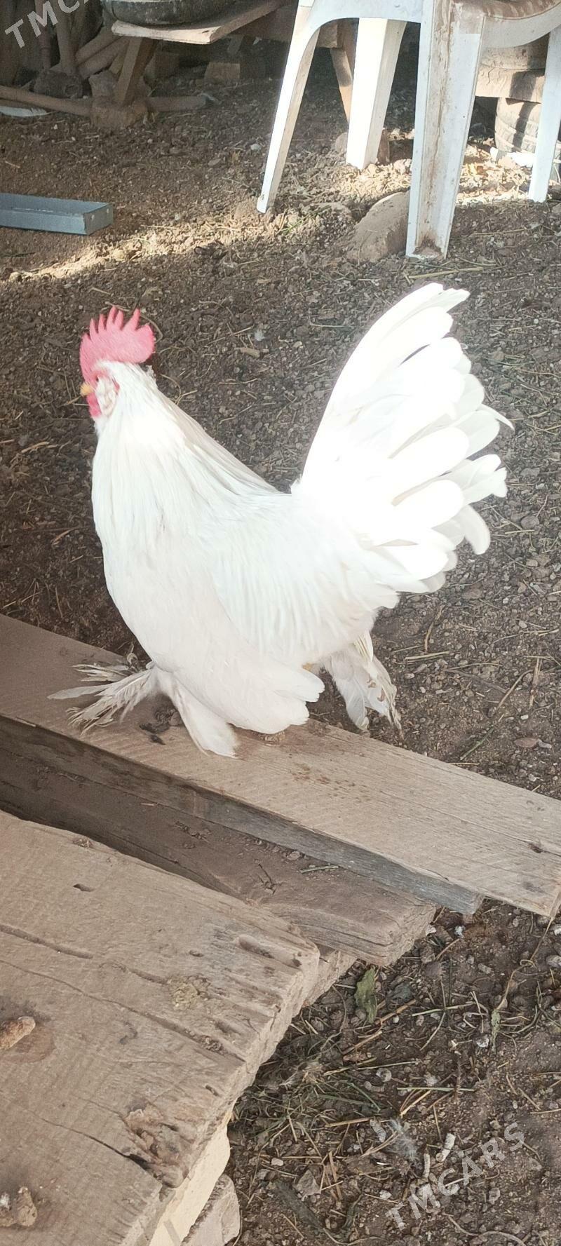 Ak karlik Horaz - Чарджоу - img 2